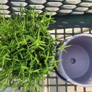 로즈마리 화원 이미지