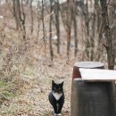 멋진 고양이 이미지