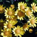 은빛여울 이미지