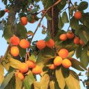 너른마당 이미지