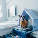 애견호텔 나무야 이미지