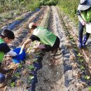 둔율올갱이영농조합법인 | 괴산군, '충북에서 살아보기' 본격 추진