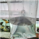 꿈나무 열대어 이미지