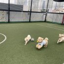 행복하댕 이미지