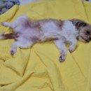 애견호텔 몽몽 이미지