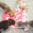 골드퍼피 애견유치원 이미지