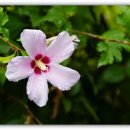 샤론화원 이미지