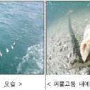 자연알로(보령) 이미지