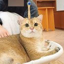 너즐 | 성수 냥냥이 카페 '너즐'후기