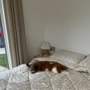 보리네민박(Borizzam_house) | 강원도 인제, 고성 여행_애견동반 숙소,식당,카페 그리고 바다_2탄