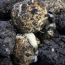 고로케쿡 이미지