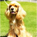 [림스애견학교] 아메리칸 코카스파니엘 _ American Cocker Spaniel 이미지