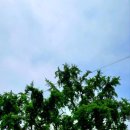 입촌농장 이미지