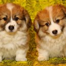 스마트독까페 이미지