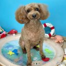 애견미용실 몽자네 이미지