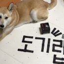 도그랩 이미지
