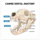 박효리군 동물병원 | 강아지 양치질 완벽 가이드｜언제부터? 올바른 방법·칫솔·치약 선택법