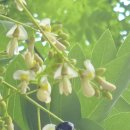 선비학당 | 괴(槐)의 자리, 권력의 시간