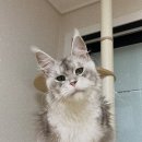 BEBECOON 이미지