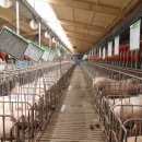 세례유정란농장 이미지