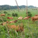 청초목장 이미지