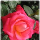 장미의거리1 이미지