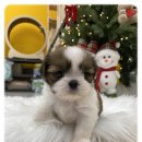 나라애견본점 이미지