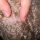 페츠업 동물병원 이미지