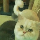 금쪽같은내새끼 동물병원 이미지