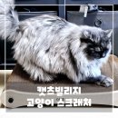 갈갈이 | 캣츠 빌리지 빌리 스크래처 튼튼한 고양이 갈갈이 리뷰, 솔직 후기