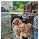 카누720애견풀빌라 이미지