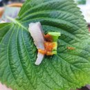 싱싱회종합어시장 이미지