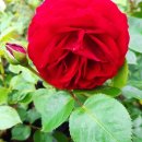 장미농장 이미지