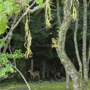 그루밍 하와이 | 간다간다간다간다 일본여행-4