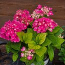 천사꽃집 - 속초시 동해대로 4272 | 전주 꽃집 , 천사꽃집 다녀온 솔직 후기 🌸