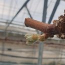 홍이농장 이미지