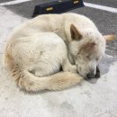 더 도그맘 이미지