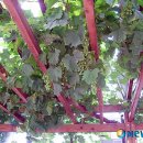 영동역 광장 이미지