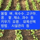 봄철 벼, 밭작물, 채소 등 키우기 정보 및 묘목선택 요령, 자연재해 관리방법 등.