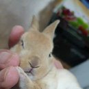 토린세스 네이버블로그