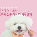 퍼피트랙 이미지