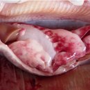 눈 흡충 Diplostomum spathacecum 감염 무지개송어 이미지