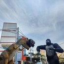 H-061 | 여수 가볼만한곳 여수 유월드 루지테마파크 슈퍼패스 후기, 여수 놀거리 추천!