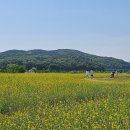 푸른유치원 | 용인 기흥호수공원 유채꽃 개화 상황, 돗자리 피크닉 후기! (주차장 팁)