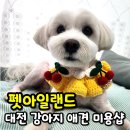 퍼니펫 애견 미용실 | 대전 애견미용실 강아지미용 5년째 다니는 중리동 펫아일랜드 말티즈 베이비컷