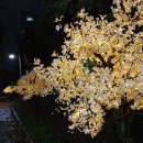 녹양동 메타세쿼이아길 이미지