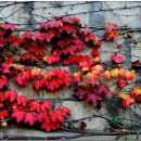 장촌경로당 이미지