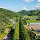 부귀 메타세쿼이아길 이미지