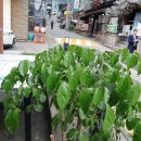 화포농장 이미지