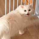 창원고양이미용 무냥무냥 | 무냥무냥 / 고양이 무마취 미용